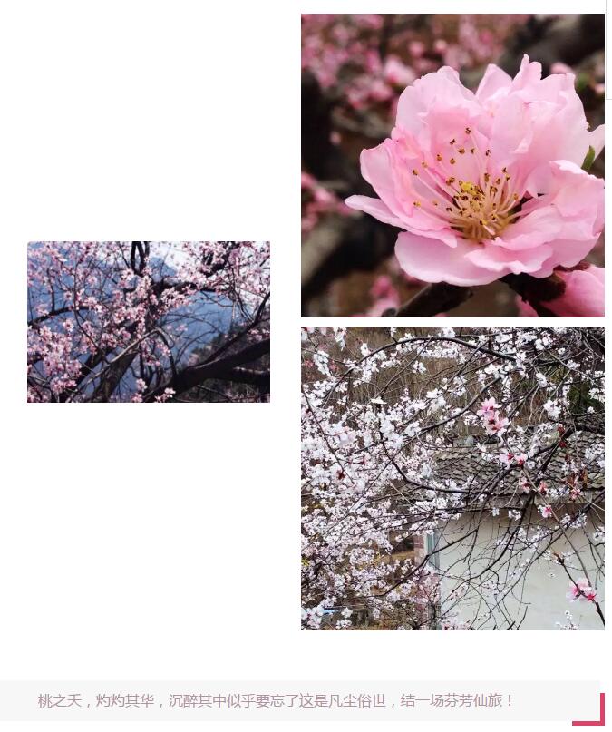 三生三世，三十里桃花！