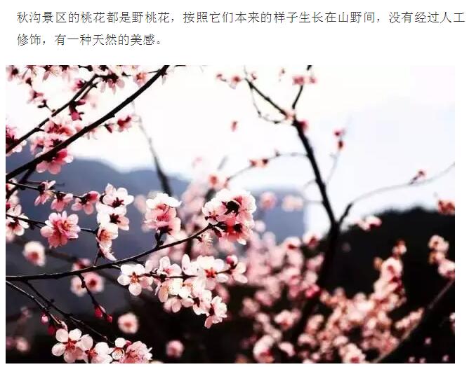 新乡周边竟然也能看到十里桃花! 美如仙境, 还能免门票!