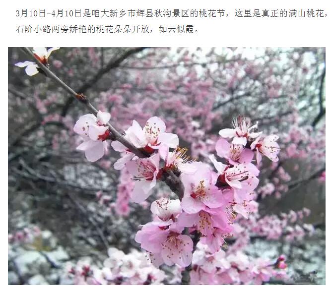 新乡周边竟然也能看到十里桃花! 美如仙境, 还能免门票!