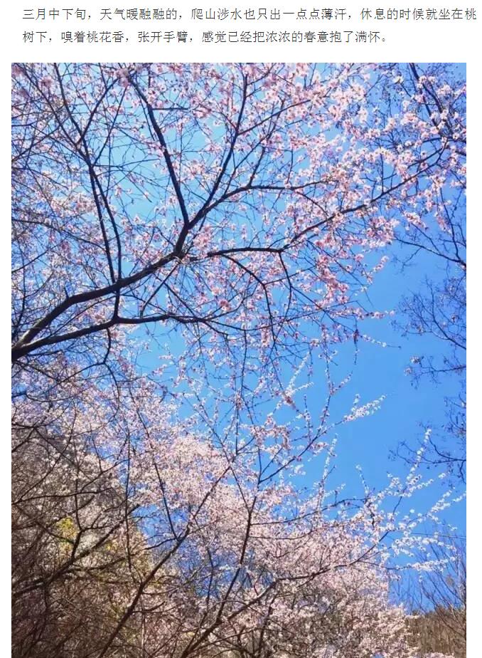 新乡周边竟然也能看到十里桃花! 美如仙境, 还能免门票!