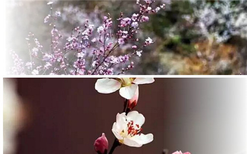 春天最美看桃花