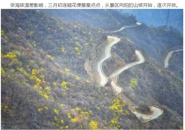 绚烂之旅，醉在花海不思归