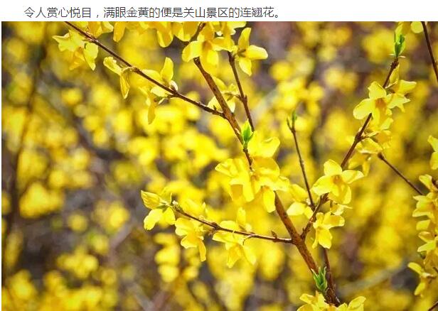 绚烂之旅，醉在花海不思归