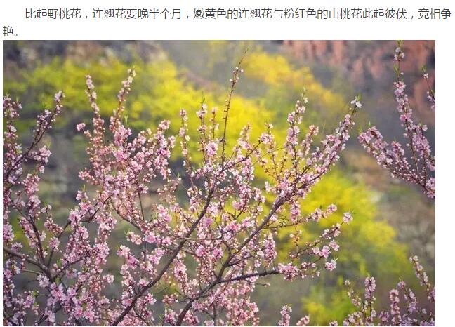 绚烂之旅，醉在花海不思归