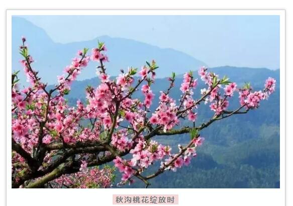 春天花海里，南太行谁最美你说了算