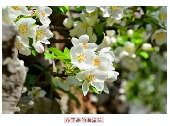 春天花海里，南太行谁最美你说了算