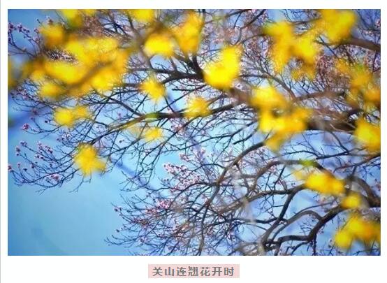 春天花海里，南太行谁最美你说了算