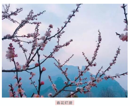 春天花海里，南太行谁最美你说了算