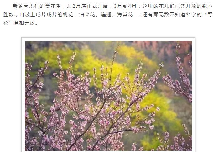 春天花海里，南太行谁最美你说了算