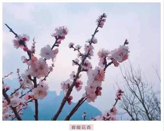 春天花海里，南太行谁最美你说了算