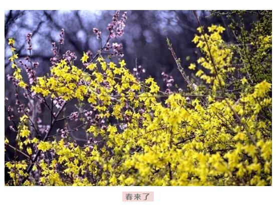 春天花海里，南太行谁最美你说了算