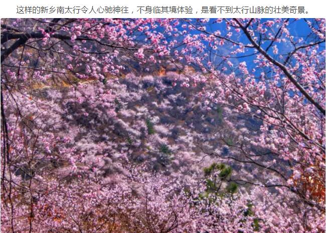 春暖花开，这里的每一张照片都可以做屏保！