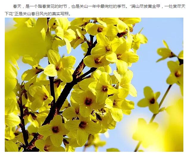 春潮花海醉关山，万亩连翘迎春开。