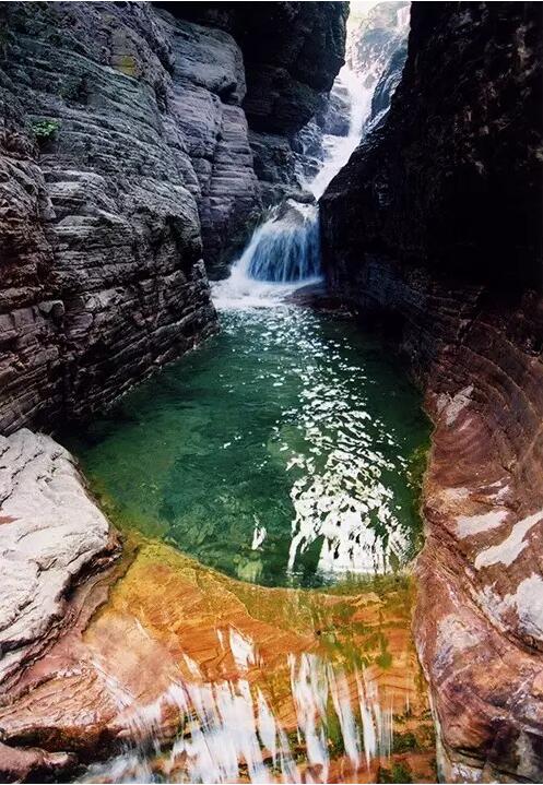 春潮花海醉关山，万亩连翘迎春开。
