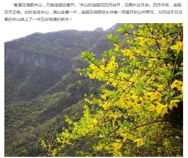 春潮花海醉关山，万亩连翘迎春开。