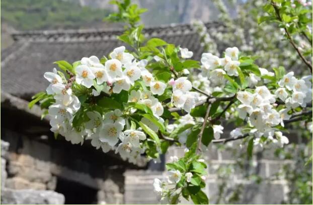 还去洛阳看牡丹吗?你out了,这里清幽景美优惠多! 还去洛阳看牡丹吗?你out了,这里清幽景美优惠多!