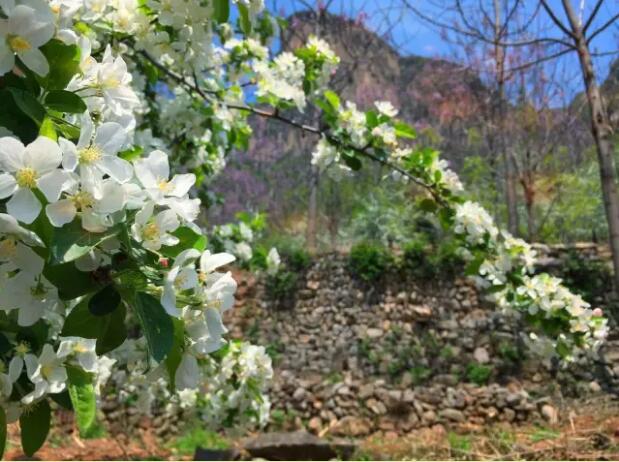 还去洛阳看牡丹吗？你out了，这里清幽景美优惠多！