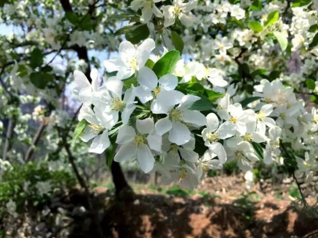 还去洛阳看牡丹吗？你out了，这里清幽景美优惠多！