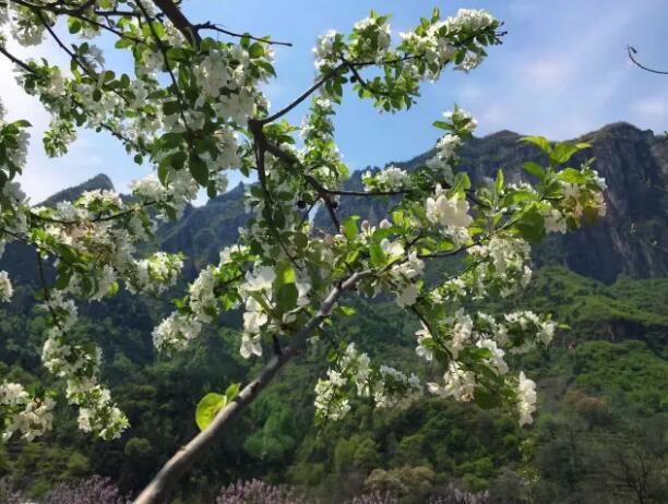 还去洛阳看牡丹吗?你out了,这里清幽景美优惠多! 还去洛阳看牡丹吗?你out了,这里清幽景美优惠多!