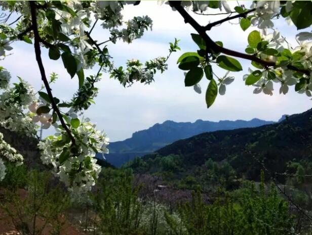 还去洛阳看牡丹吗？你out了，这里清幽景美优惠多！