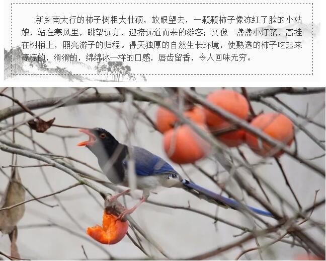 “缘”来“柿”你在这里！