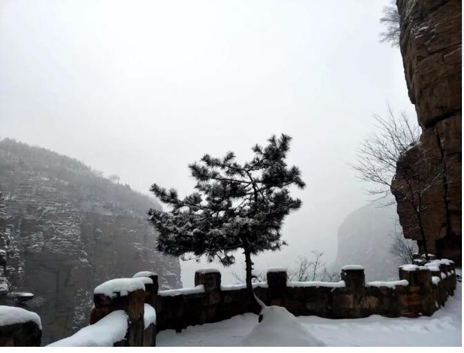 雪花飞舞，谁雕玉树琼枝？