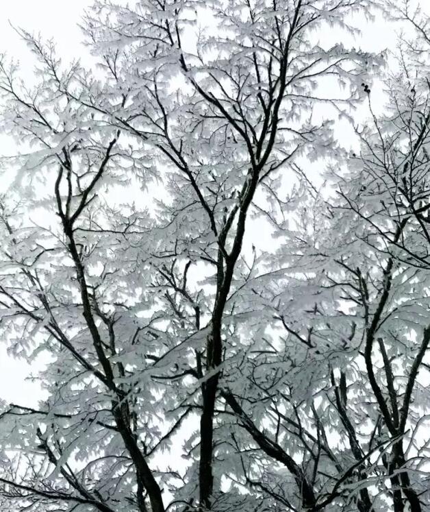 三九天，我们一起去关山看雾凇可好？