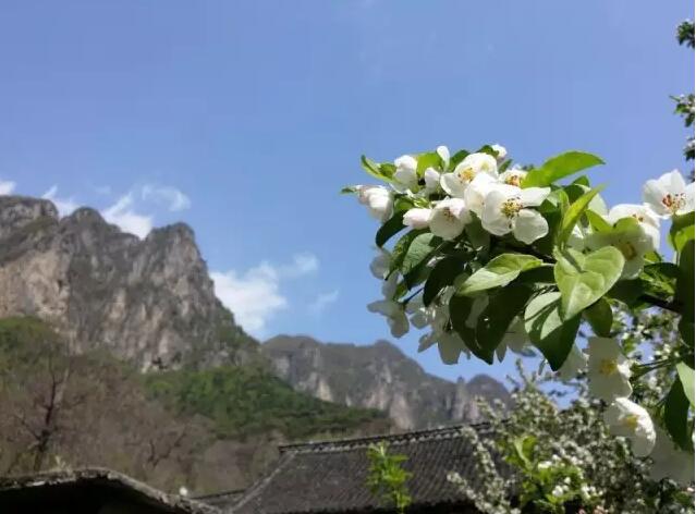 重要通知：齐王寨景区开园啦！