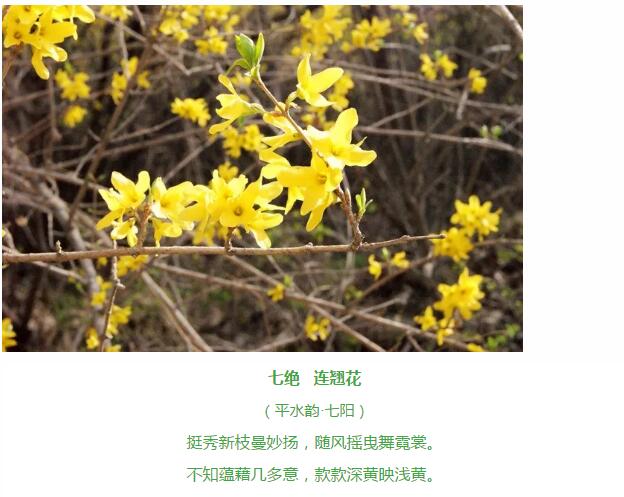 一花一世界丨关山连翘，花开正当时