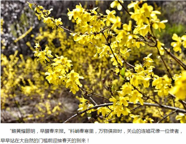 一花一世界丨关山连翘，花开正当时