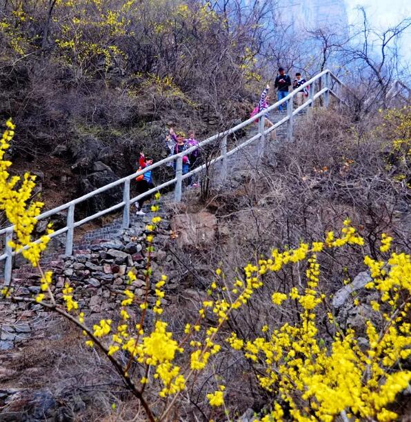 一花一世界丨关山连翘，花开正当时