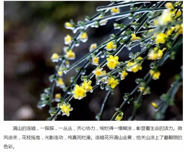 一花一世界丨关山连翘，花开正当时