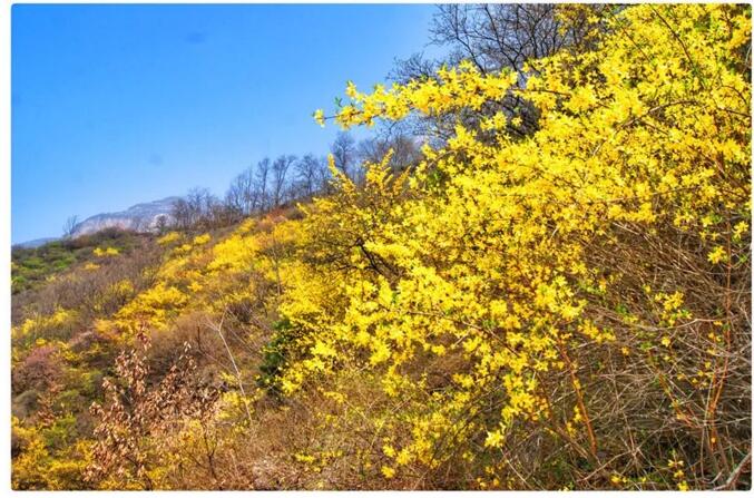 春潮花海醉关山，满山连翘迎春开