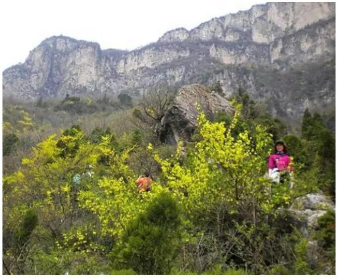 春潮花海醉关山，满山连翘迎春开