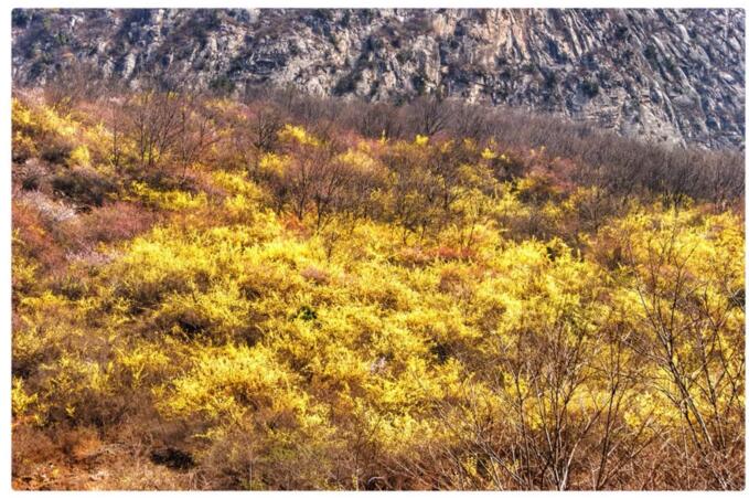 春潮花海醉关山，满山连翘迎春开