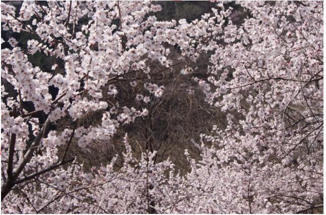 春游踏青哪里去？快来秋沟赏桃花！