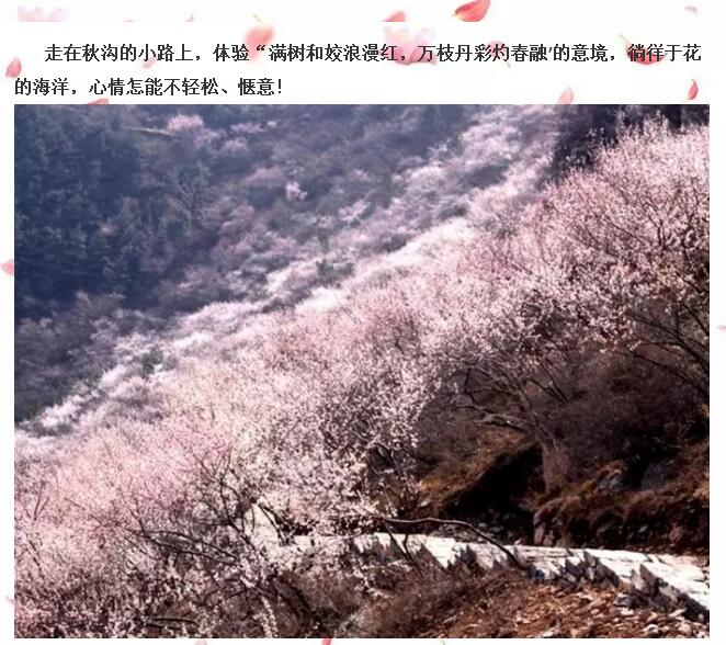 春游踏青哪里去？快来秋沟赏桃花！