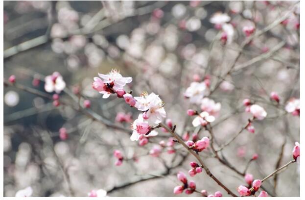 秋沟春来早，桃花朵朵俏