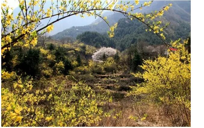 春潮花海醉关山，满山连翘迎春开