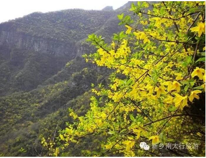 春潮花海醉关山，满山连翘迎春开