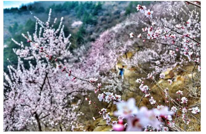 秋沟桃花的前世今生