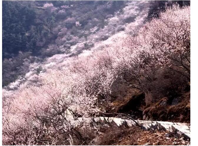秋沟桃花的前世今生