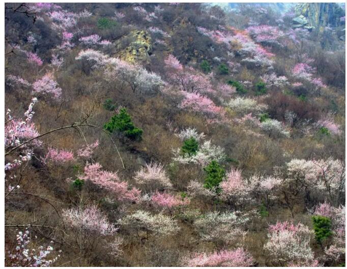 秋沟桃花的前世今生