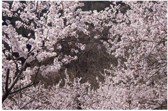 秋沟桃花的前世今生