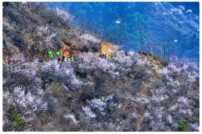 秋沟桃花的前世今生