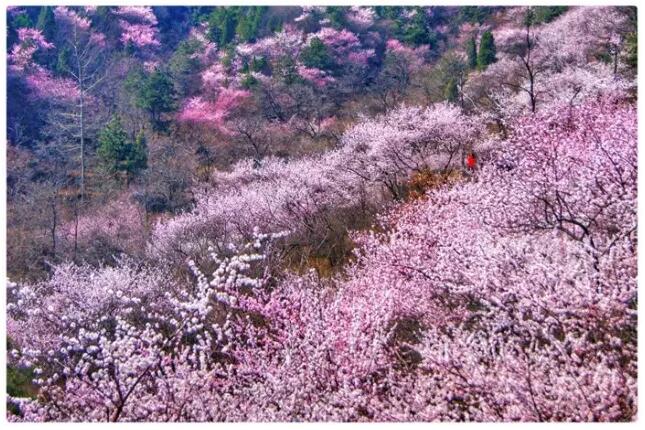 秋沟桃花的前世今生