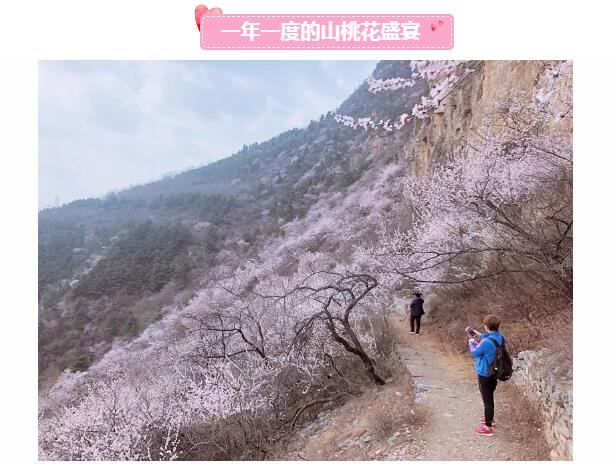 秋沟景区等着你归来，看那山桃花朵朵开！