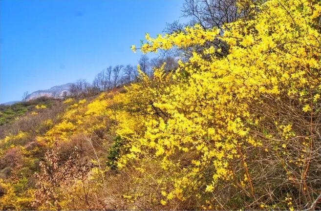 踏青赏花？这三条游玩线路美出新天际！