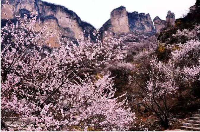 踏青赏花？这三条游玩线路美出新天际！