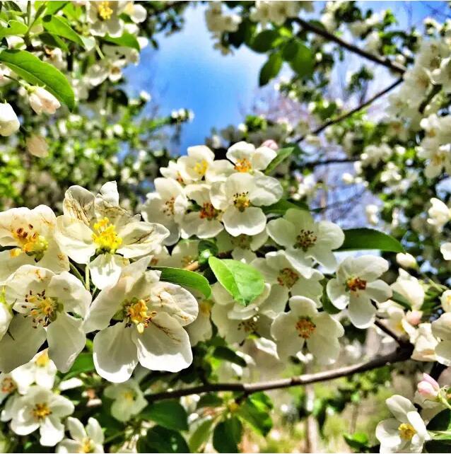 踏青赏花？这三条游玩线路美出新天际！